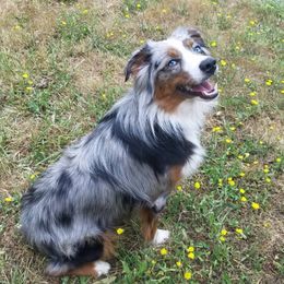Sage - Miniature Australian Shepherd