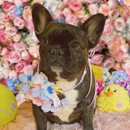 Val - French Bulldog