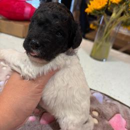 Girl 5 - Tri-color female Bernedoodle puppy in Lakeland, Florida from Doodles & Danes