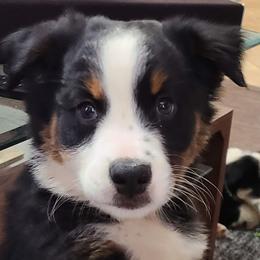 BOY 1 - Black Tri - Australian Shepherd puppy in South Hill, Virginia from Silverside Aussies LLC