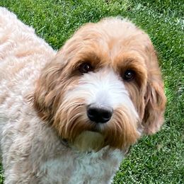 Sensa - Goldendoodle