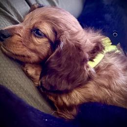 Dachshund Puppies from Monroe’s Hillcrest Dachshunds