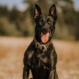Ruka - Dutch Shepherd