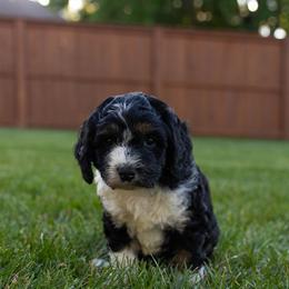 Gia - Tri-color female Bernedoodle puppy in Fishers, Indiana from Fishers Bernedoodles