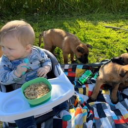 Belgian Malinois Puppies from Snohomish Malinois