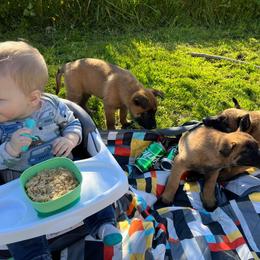 Belgian Malinois Puppies from Snohomish Malinois