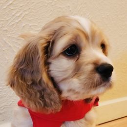 Cockapoo Puppies from Daysi's Puppies