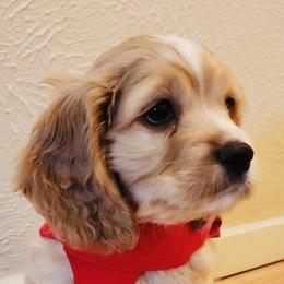 Cockapoo Puppies from Daysi's Puppies