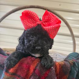 Olive - Black female Goldendoodle puppy in Cherry Tree, Pennsylvania from Plum Creek Acres Next Generation