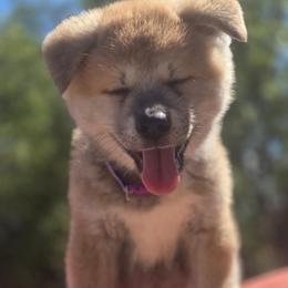 Girl 1 - Red female Japanese Akitainu puppy in Payson, Utah from Havoc Akitas