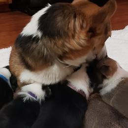 Pembroke Welsh Corgis from Cheryl's Corgis