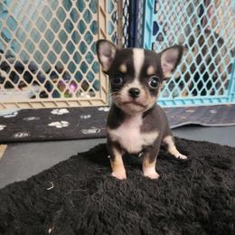 Vinny - Black and tan male Chihuahua puppy in Ashtabula, Ohio from Paw's & Awe's Chihuahuas