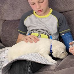 Golden Retriever Puppies from Fox Meadow English Cream Goldens