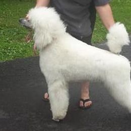 Poodles from Holly Paulus