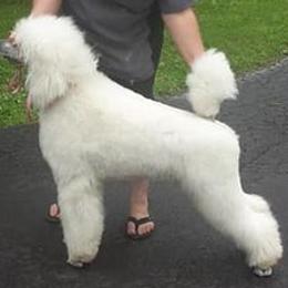 Poodles from Holly Paulus