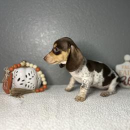 Vivi - Piebald female Dachshund puppy in Tahlequah, Oklahoma from Quick Little Dachshunds