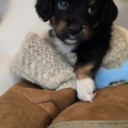 James Dean - Tri-color male Double Doodle puppy in Prescott Valley, Arizona from Ramirez Family Doodles