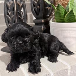 Mabel - Black female Shih Tzu puppy in Lexington, North Carolina from SCS Shih Tzus