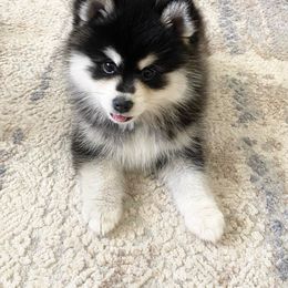 Pomsky Puppies from A1 Pomskies