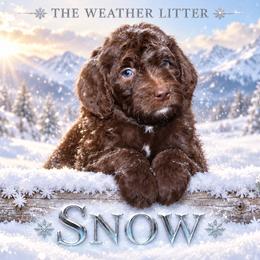 Snow - Brown and white female Bernedoodle puppy in Westminster, South Carolina from Goldendoodlepuppiessc