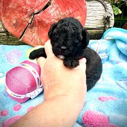 Bean - Black & white male Maltipoo puppy in Coal City, Indiana from Angel Blue Dogs