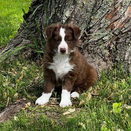 Fred - White and red male Border Collie puppy in Dorr, Michigan from Pineview Farm