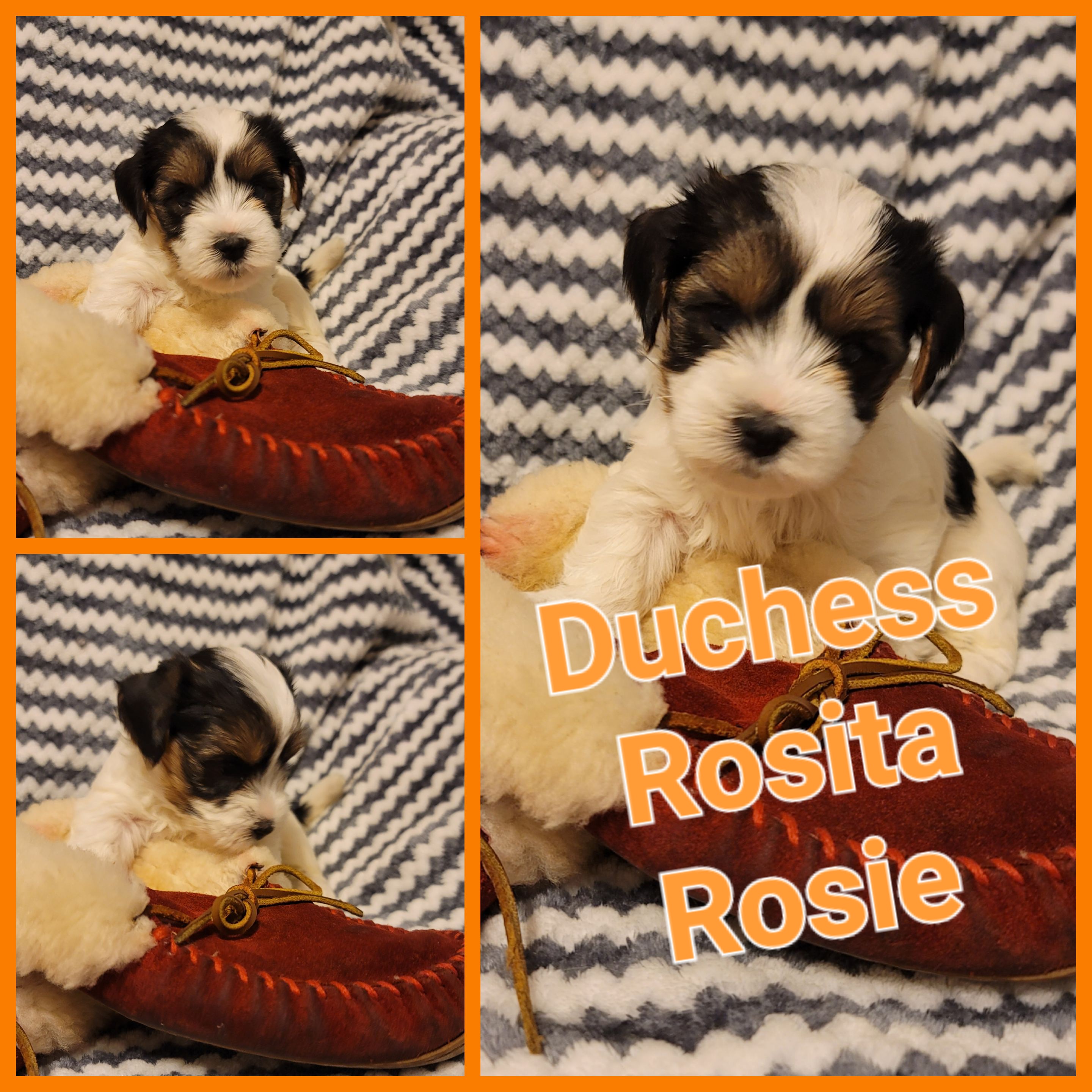 Biewer Terrier Puppies from ORBiT Ohio River Biewer Terriers