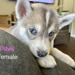 Pomeranian and Siberian Husky Puppies from Lor-Huinil's Dogs