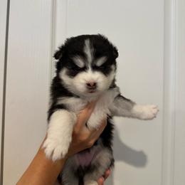 Thelma - Black and white female Pomsky puppy in Leesburg, Virginia from Capital Pomsky