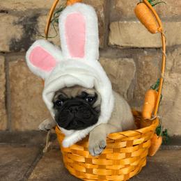 Green collar - Fawn male Pug puppy in Tucson, Arizona from Furever Friends