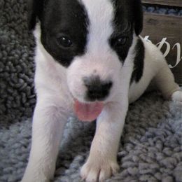 Jack Russell Terrier Puppies from Spritely Jack Russell Terriers