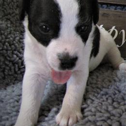 Jack Russell Terrier Puppies from Spritely Jack Russell Terriers