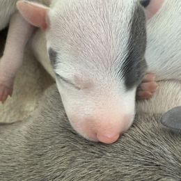 Sofia - White and blue female Italian Greyhound puppy in New York, New York from Julia's Italian Greyhounds