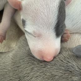Sofia - White and blue female Italian Greyhound puppy in New York, New York from Julia's Italian Greyhounds
