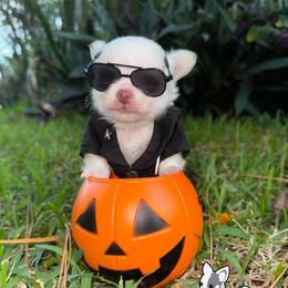 Boo - Cream and white male Chihuahua puppy in Naples, Florida from Naples Tiny Dogs