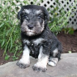 Jace DNA Clear - Black and silver male Miniature Schnauzer puppy in Pennsylvania from Sweet Pups