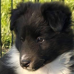Cooper - Black and white male Shetland Sheepdog puppy in Luray, Missouri from Krayola Shelties