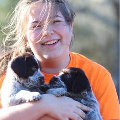 German Wirehaired Pointer Puppies from Afterhours German Wirehaired Pointers