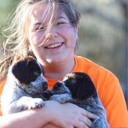 German Wirehaired Pointer Puppies from Afterhours German Wirehaired Pointers