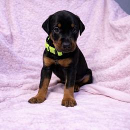 Girl green collar - Black and rust female Doberman Pinscher puppy in Centralia, Missouri from TopSpots Farm