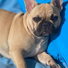 French Bulldogs from Labour of Love French Bulldogs