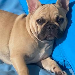 French Bulldogs from Labour of Love French Bulldogs