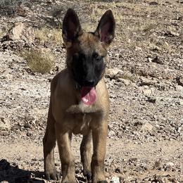 Belgian Malinois and German Shepherds from Von Den Mächtigen Kennels