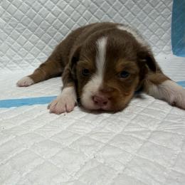Girl 3 - Red tri female Miniature Australian Shepherd puppy in Olean, New York from Windy River Mini Aussie