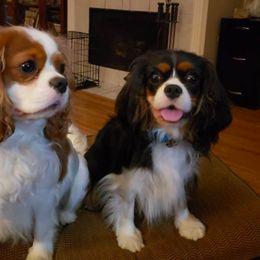 Cavalier King Charles Spaniel All Grown Up from Chalice Cavaliers