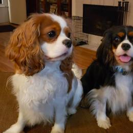 Cavalier King Charles Spaniel All Grown Up from Chalice Cavaliers
