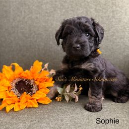 COTIC - Black and silver female Miniature Schnauzer puppy in Wheeler, Wisconsin from Sue’s Miniature Schnauzers