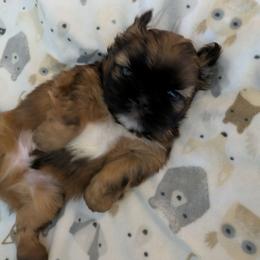 Shih Tzu Puppies from Ming Xing Shih Tzu