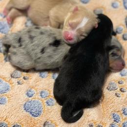 Pomeranian puppies from Park Avenue Poms