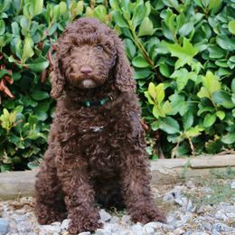 Green - Chocolate female Australian Labradoodle puppy in Milton, North Carolina from Good Day Doodles